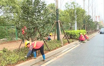 市園林綠化管理中心:綠化提質(zhì) 打造品質(zhì)臨湘