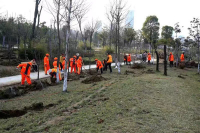 臨泉園林工人:城市綠化風(fēng)景線